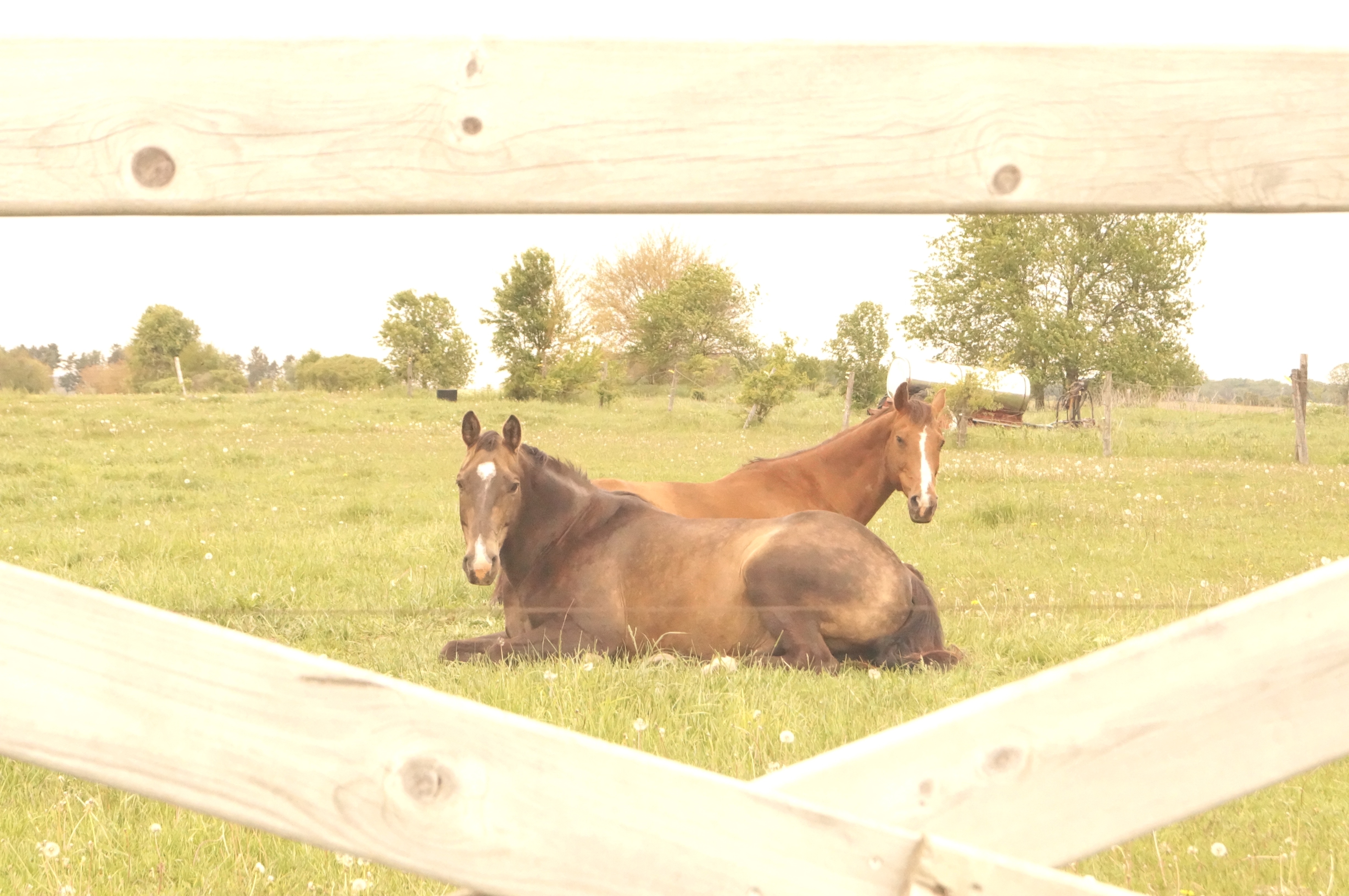 Riverdale Veterinary Clinic Veterinarian in Muscoda, WI US Equine